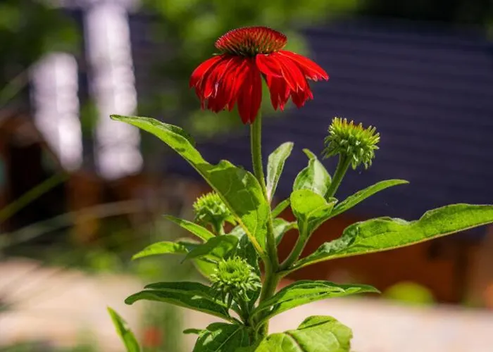 Apartman Apartmány SKI Jezersko